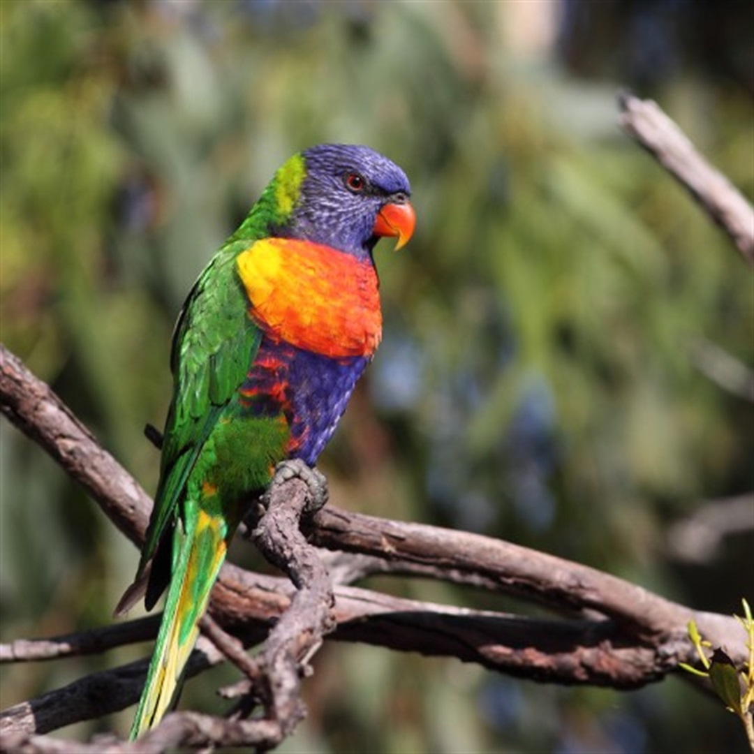 Join the Aussie Backyard Bird Count - Federation Council